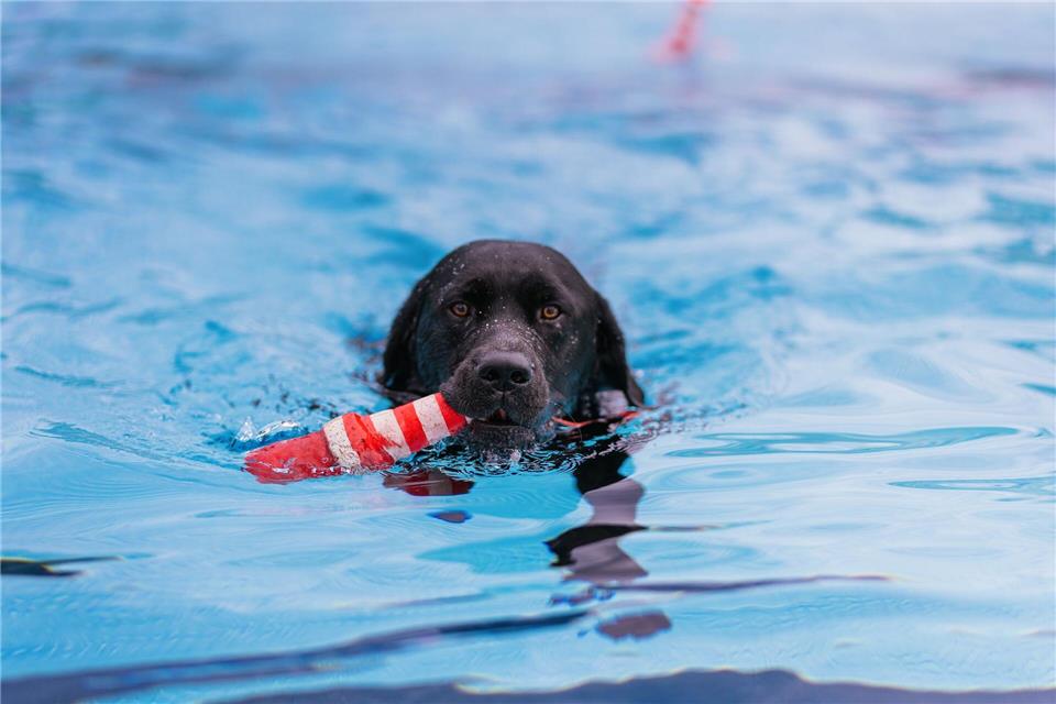 Pfoten statt Badelatschen – Hundeschwimmen im Freibad Ohne Impfpass und Hundemarke ging es für die Vierbeiner nicht in Wasser. Philipp von Ditfurth/dpa
