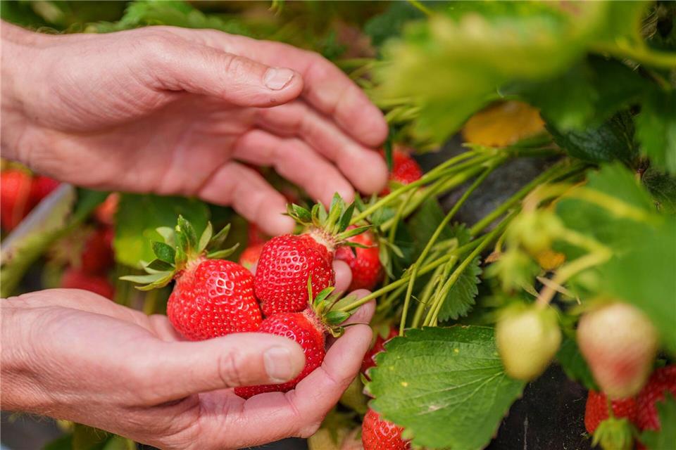 Ohne Sonne werden Erdbeeren langsamer rot. (Symbolbild)Andreas Arnold/dpa