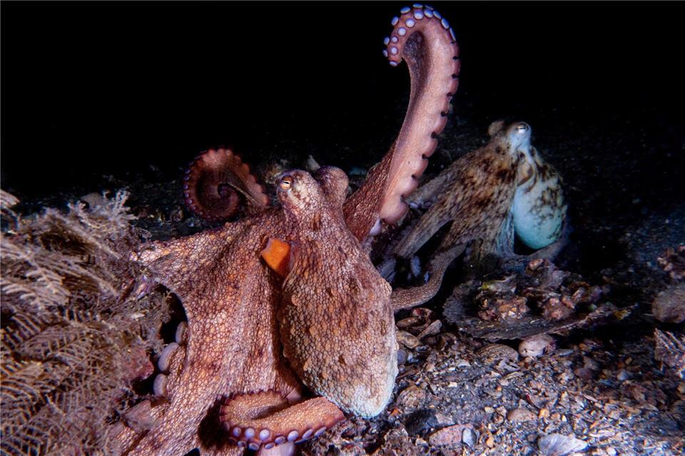 Oktopusse setzen ihre Vorderarme häufiger zum Erkunden ein, die hinteren dagegen eher zur Fortbewegung.Chelsea Bennice/Florida Atlantic University/dpa