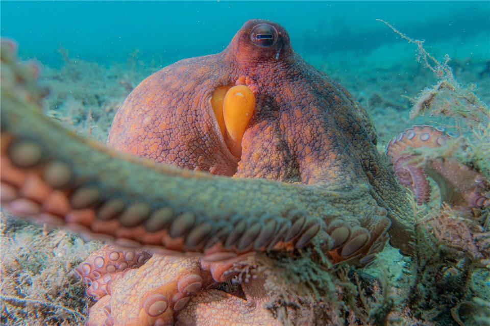 Oktopusse setzen nicht all ihre acht Arme gleichermaßen ein.Chelsea Bennice/Florida Atlantic University/dpa