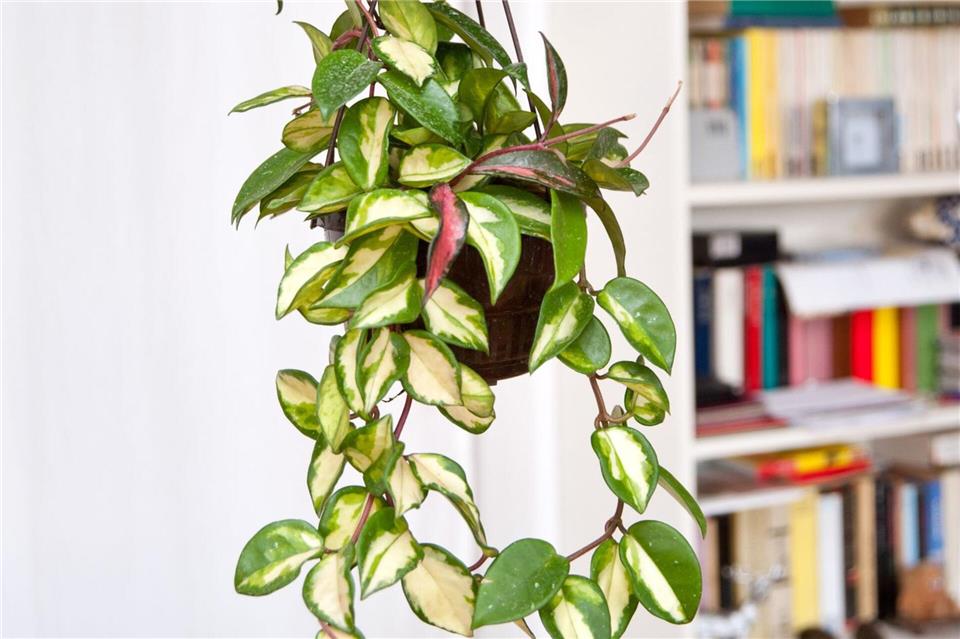 Optisches Highlight: Es gibt zahlreiche Möglichkeiten, wie man Zimmerpflanzen aufhängen kann.Andrea Warnecke/dpa-tmn