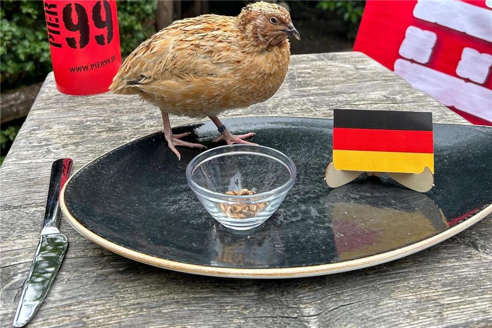 Orakel Walter deutet auf einen Sieg der deutschen Mannschaft.-/Tierparkarchiv Nordhorn/dpa