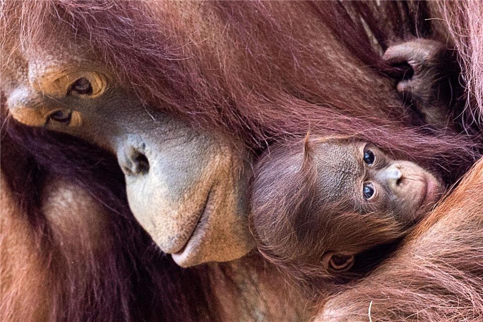 Orang-Utans sind faszinierend und einzigartig - und leben nur auf den Inseln Sumatra und Borneo. (Archivbild)Jens Büttner/dpa