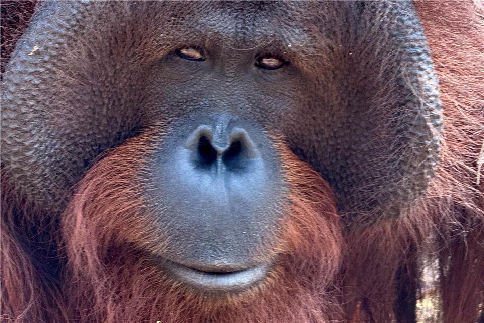 Orang-Utans teilen 97 Prozent ihres Erbguts mit den Menschen und sind sehr intelligent. (Archivbild)Carola Frentzen/dpa