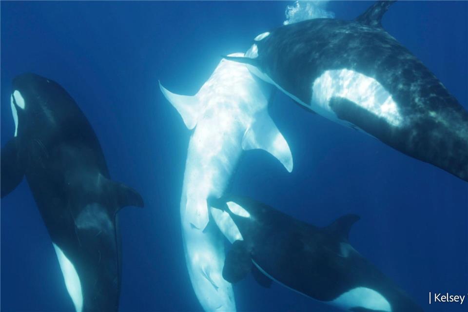 Orcas kooperieren bei der Jagd häufig. Hier tötet eine Gruppe einen Hai.Kelsey Williamson/-/dpa
