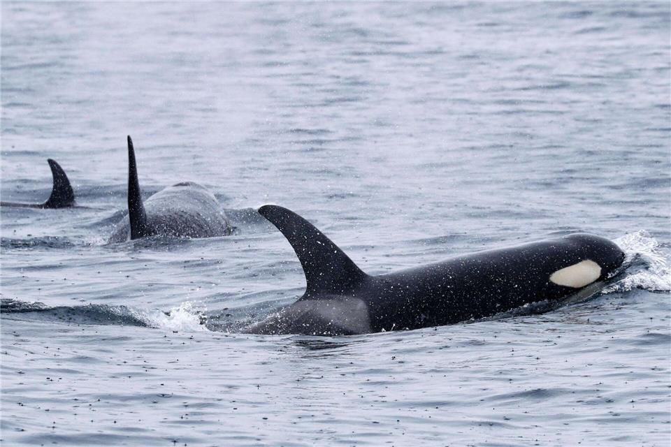 Orcas sind sehr soziale Tiere und jagen oft gemeinsam. (Archivbild)-/Kyodo/dpa