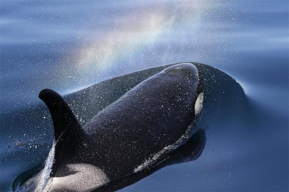 Orcas tragen ihre toten Babys oft über längere Zeit mit sich. (Archivbild)---/Kyodo/dpa