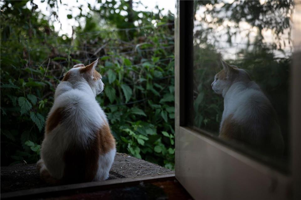 Ordnungsamt oder das örtliche Tierheim sind Anlaufstellen, wenn man eine Straßenkatze sieht. Hannes P. Albert/dpa