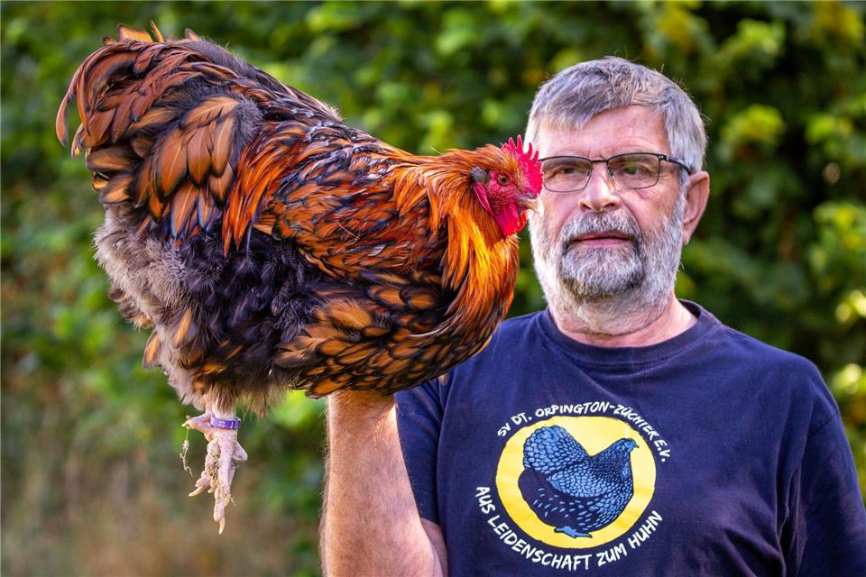 Orpington-Züchter Edgar Kliewe: „Aus Leidenschaft zum Huhn“.Jens Büttner/dpa