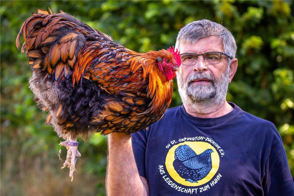 Agrar-Messe MeLa eröffnet - Schwesig dankt Bauern Orpington-Züchter Edgar Kliewe: „Aus Leidenschaft zum Huhn“. (Archivbild)Jens Büttner/dpa