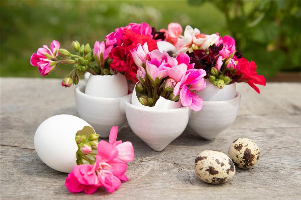 Inspiration für Ostern: Mit Blüten den Frühling begrüßen Osterschmuck mit Blüten: Die ausgehöhlten Eier wurden mit Geranien befüllt.Pelargonium for Europe/dpa-tmn