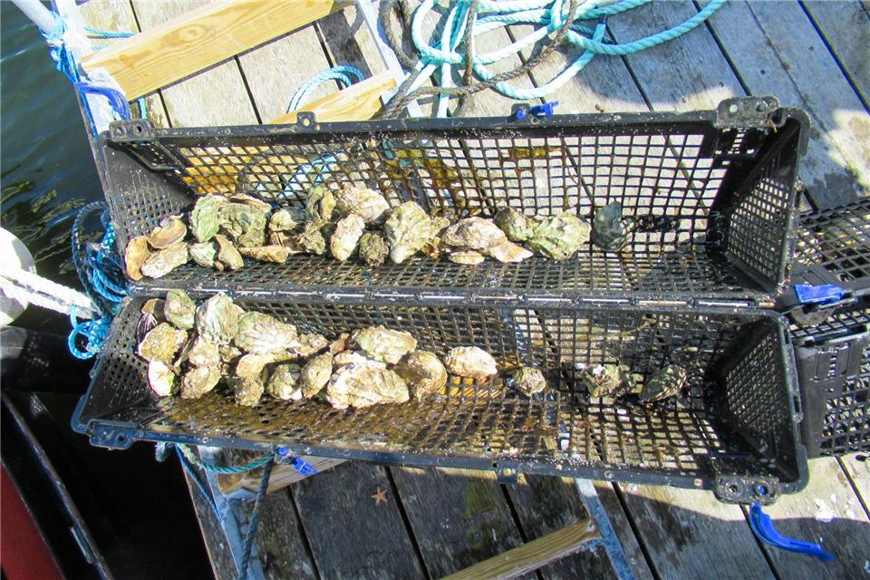 Ostrea edulis, die schwedische Flachauster: Sie schmeckt nussig und leicht mineralisch, die Textur ist cremig – am besten pur mit einem Spritzer Zitrone.Sabine Glaubitz/dpa-tmn