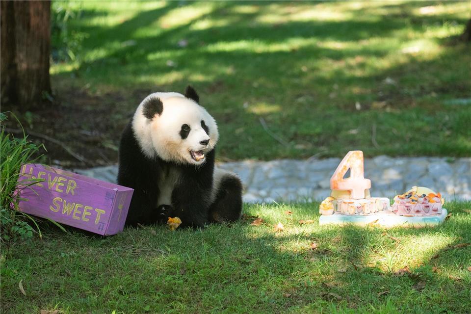 Bilder des Tages Panda Qing Bao feiert vierten GeburtstagHu Yousong/XinHua/dpa