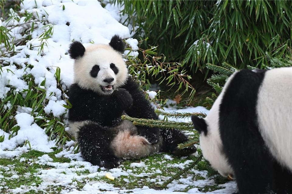 Pandabären spielen mit Tannenbäumen im Zoo.Elisa Schu/dpa