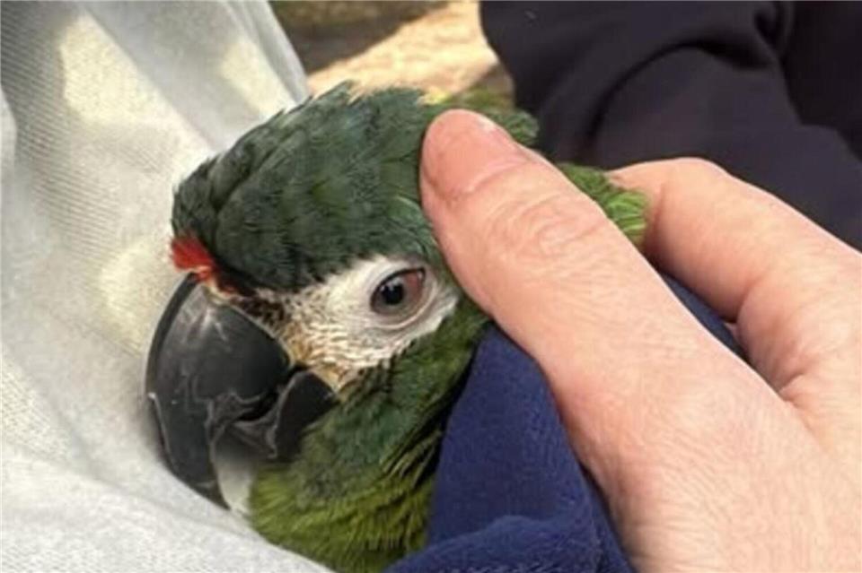 Papagei Zazu wurde gerettet, nachdem der Vogel entflogen war.pd