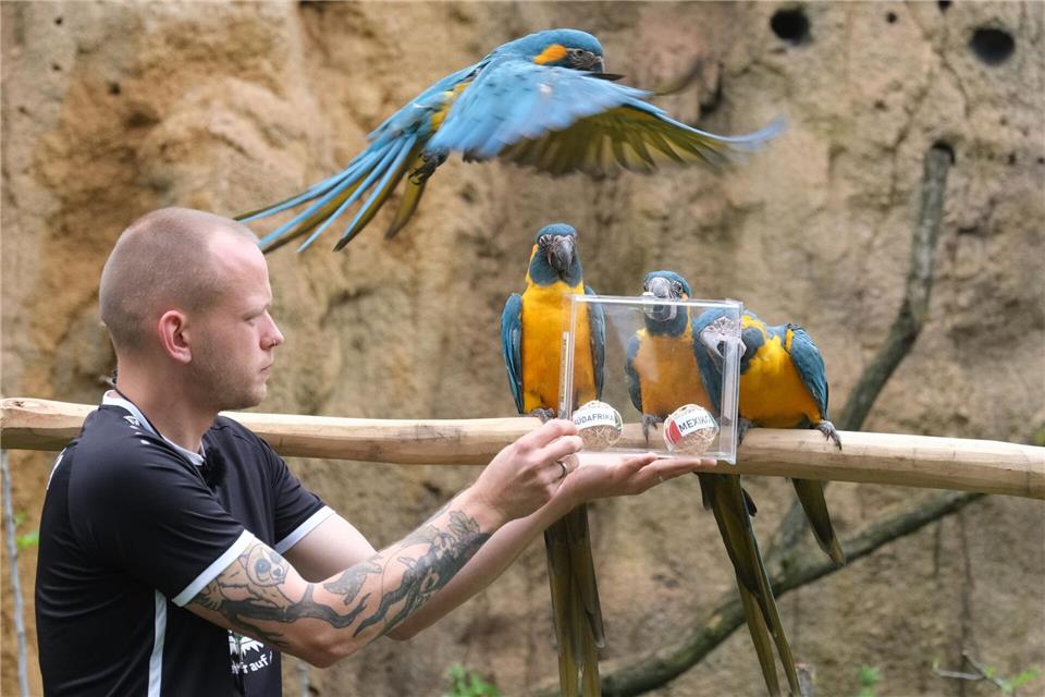 Papageien im Leipziger Zoo als Orakel: Blaukehl-Aras begutachten neben Tierpfleger Florian Ullmann Bälle mit Markierungen der FIFA Fußball-Weltmeisterschafts-Teilnehmerländer Mexiko und Südafrika.Sebastian Willnow/dpa