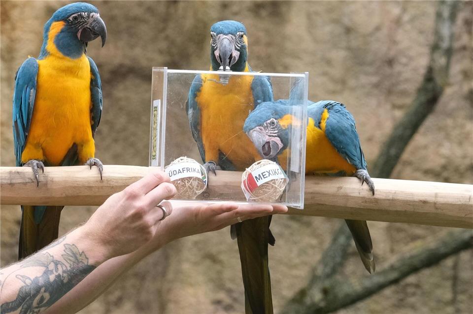 Papageien prophezeien im Zoo Leipzig den Spielausgang bei der am Donnerstag beginnenden Fußball-WM in den USA.Sebastian Willnow/dpa