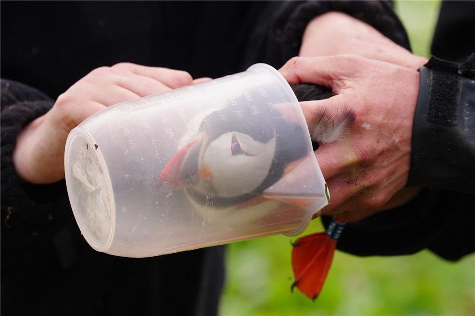 Papageientaucher wird gewogen.Owen Humphreys/PA Wire/dpa