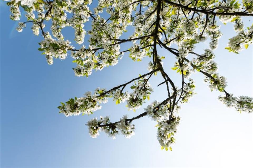Passend zum Frühjahrsbeginn lädt die Landjugend zur Party ein.
