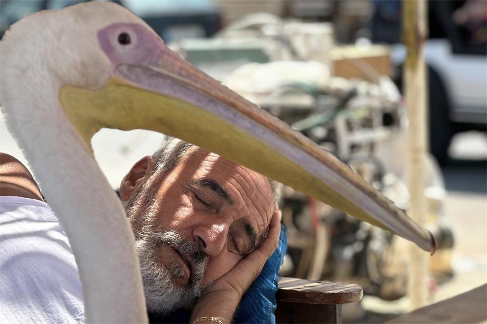 „Pelikanchen“ passt auf Assal Assal am Hafen auf während er einen Mittagsschlaf hält.Tony Issa/dpa
