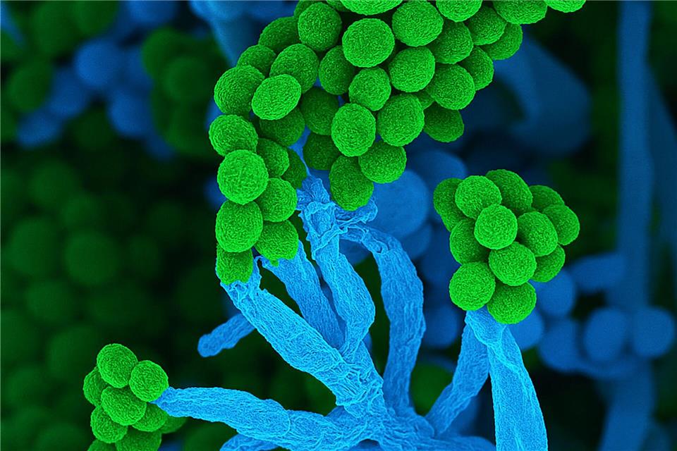 Penicillium bedeutet auf Lateinisch „kleiner Pinsel“, weil die Zellketten mit Sporen am Ende so ähnlich aussehen (Handout)Ulrich Kück/ Birgit Hoff/Vereinigung für Allgemeine und Angewandte Mikrobiologie/dpa