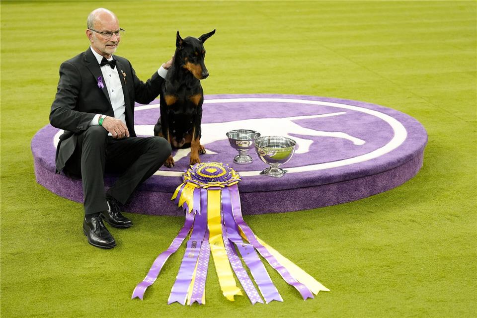 „Penny“, die Dobermann-Dame, ist die 42. weibliche Gewinnerin in der 150 Jahre alten Geschichte des Westminster-Hundewettbewerbs. Yuki Iwamura/AP/dpa