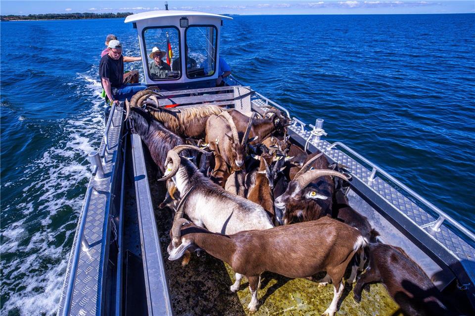 Per Boot werden die 22 tierischen Landschaftspfleger auf die Vogelschutzinsel Walfisch in der Wismarbucht gebracht.Jens Büttner/dpa