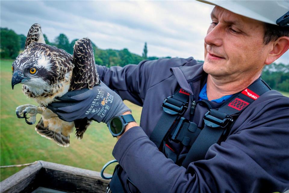 Per Hubarbeitsbühne geht es runter für die Jungvögel zur Beringung.Jens Büttner/dpa