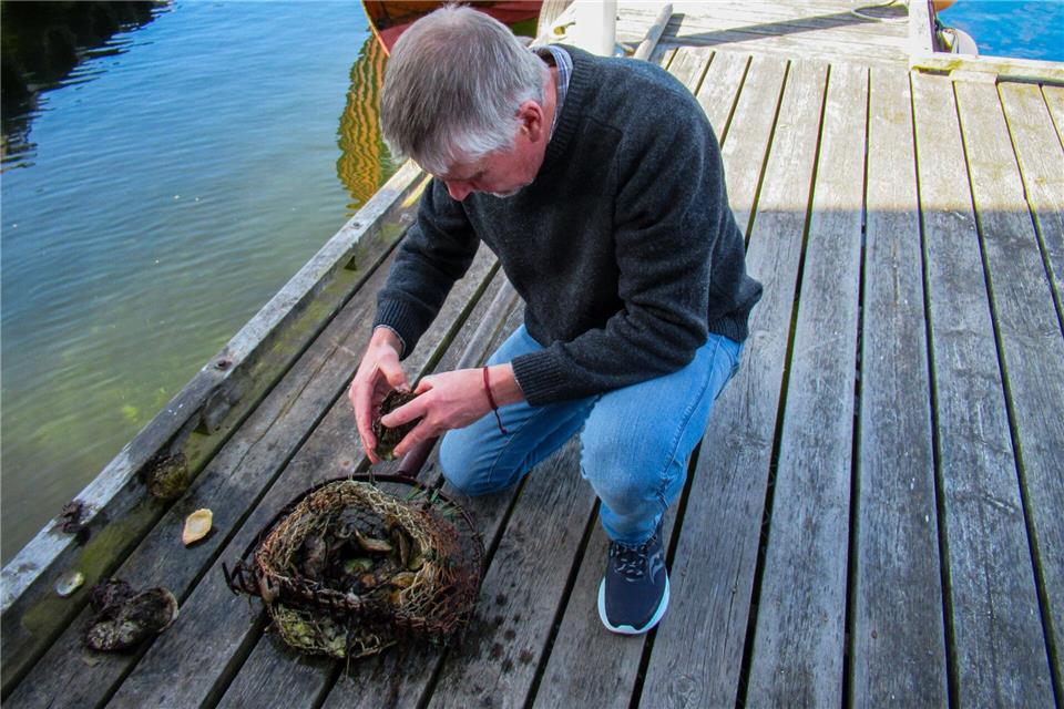 Per Karlsson bei der Arbeit: Der Austernzüchter sortiert die Muscheln aus, bevor er Gästen in Everts Sjöbod die Kunst des Austernknackens zeigt.Sabine Glaubitz/dpa-tmn