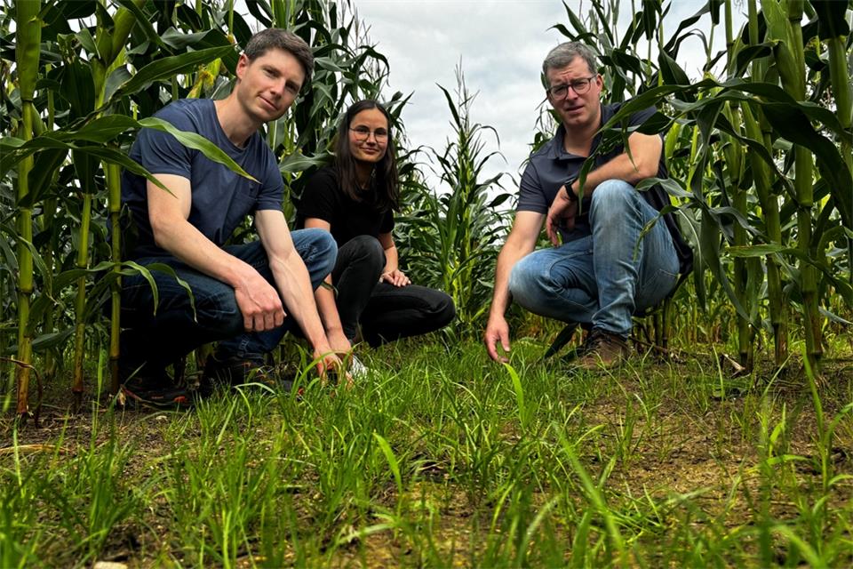 Peter Hesterkamp (von links), Katrina Miß und Thomas Wissing zeigen Untersaaten in einem Versuchsmaisfeld in Heiden. Hier handelt es sich um winterharte Gräser, Phacelia und Weißklee.