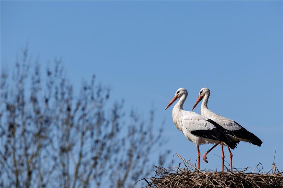 Petershagen und insbesondere der Ortsteil Jössen im Kreis Minden-Lübbecke gilt mit seinen zahlreichen Horsten als Storchenhauptstadt von Nordrhein-Westfalen. (Symbolbild)David Ebener/dpa