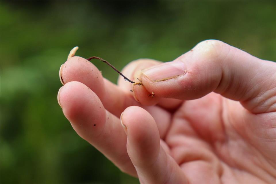 Pfeifengras: Anita Fohn nennt es das „Unkraut“ des Hohen Venn.Deike Uhtenwoldt/dpa-tmn