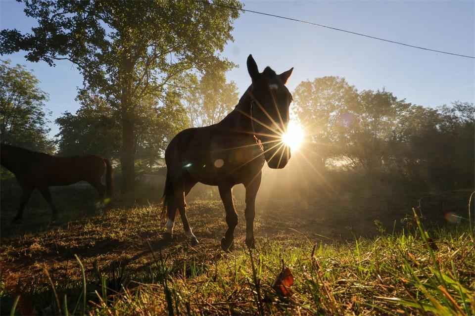 Pferd am MorgenThomas Warnack/dpa