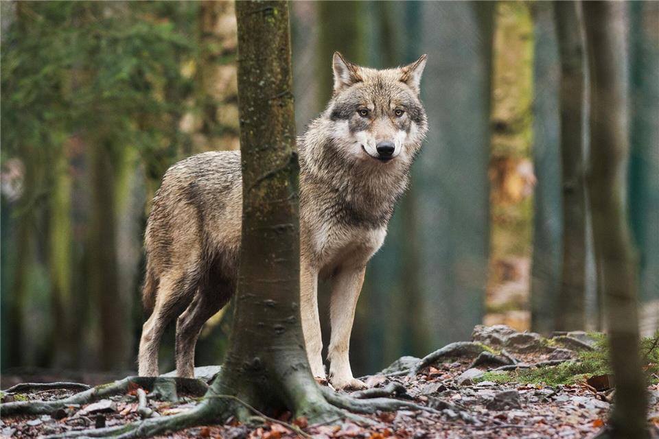 Pferde auf einer Weide sind im Landkreis Gifhorn in Panik geraten - möglicherweiwse war ein Wolfsrudel die Ursache. (Symbolbild)Klaus-Dietmar Gabbert/dpa-Zentralbild/dpa