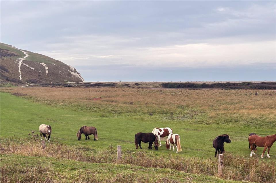 Warum Südengland im Oktober besonders entspannend ist  Pferde grasen gemütlich entlang des Cuckmere - im Hintergrund schlängelt sich der Wanderweg entlang der Seven Sisters den Felsen hoch. Nathalie Helene Rippich/dpa-tmn