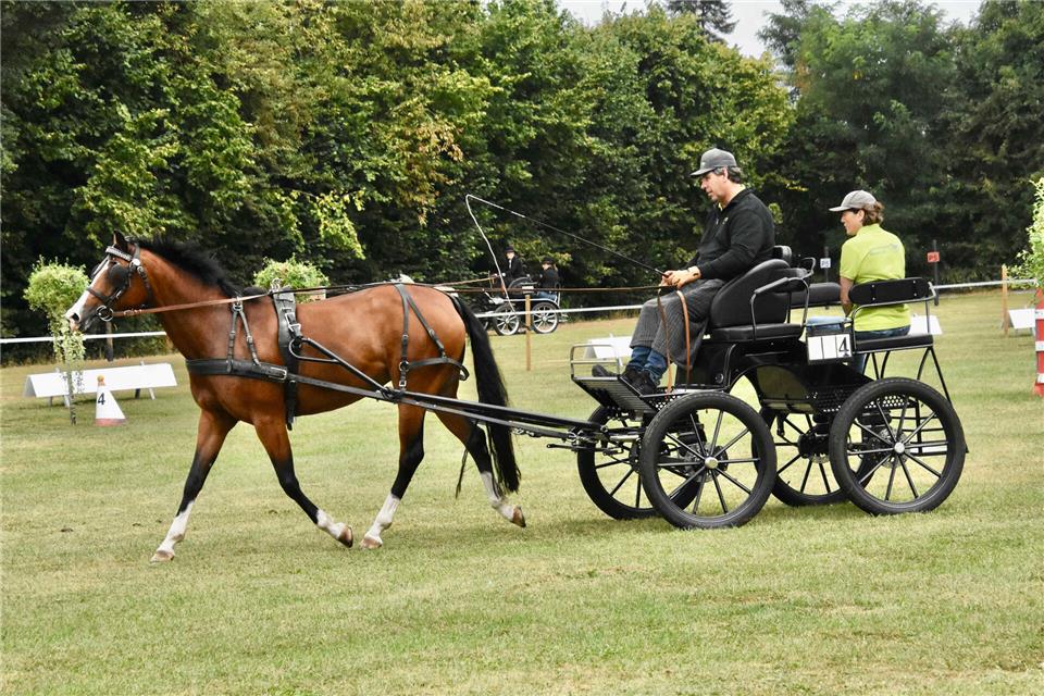 Pferde und Ponys wurden am Ramsdorfer Böllerbüsken angespannt. Hier beweist Lokalmatador Heinrich Holtkamp Fingerspitzengefühl an den Fahrleinen.
