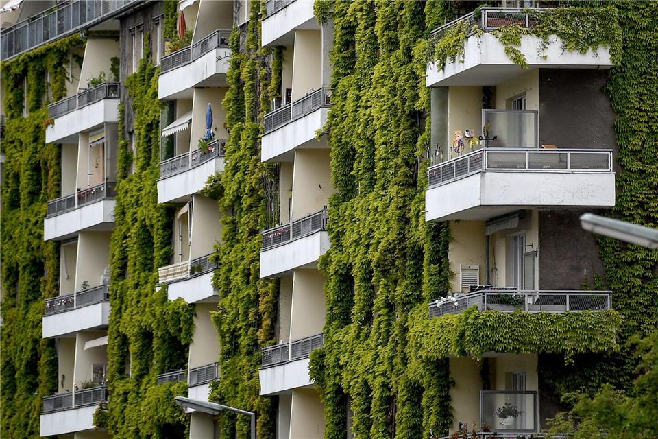 Pflanzen an der Fassade sorgen im Sommer für Schatten und im Winter für zusätzliche Dämmung.Britta Pedersen/dpa-Zentralbild/dpa-tmn