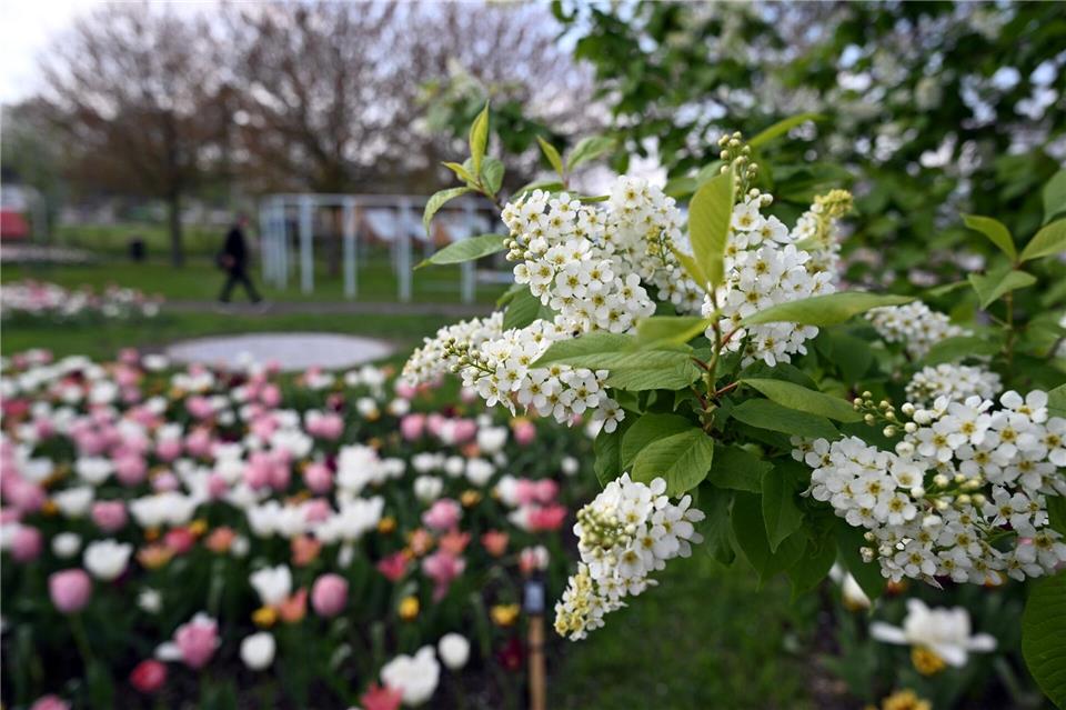 Pflanzen blühen auf dem Gelände der Landesgartenschau. Federico Gambarini/dpa