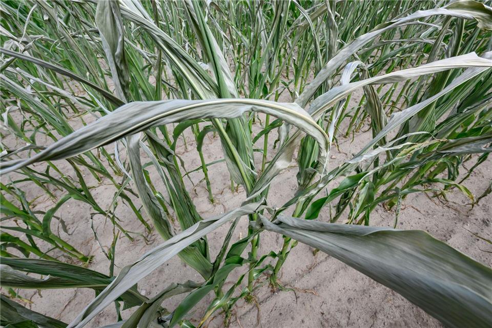 Pflanzen wie Mais leiden unter der Trockenheit im Boden.Patrick Pleul/dpa