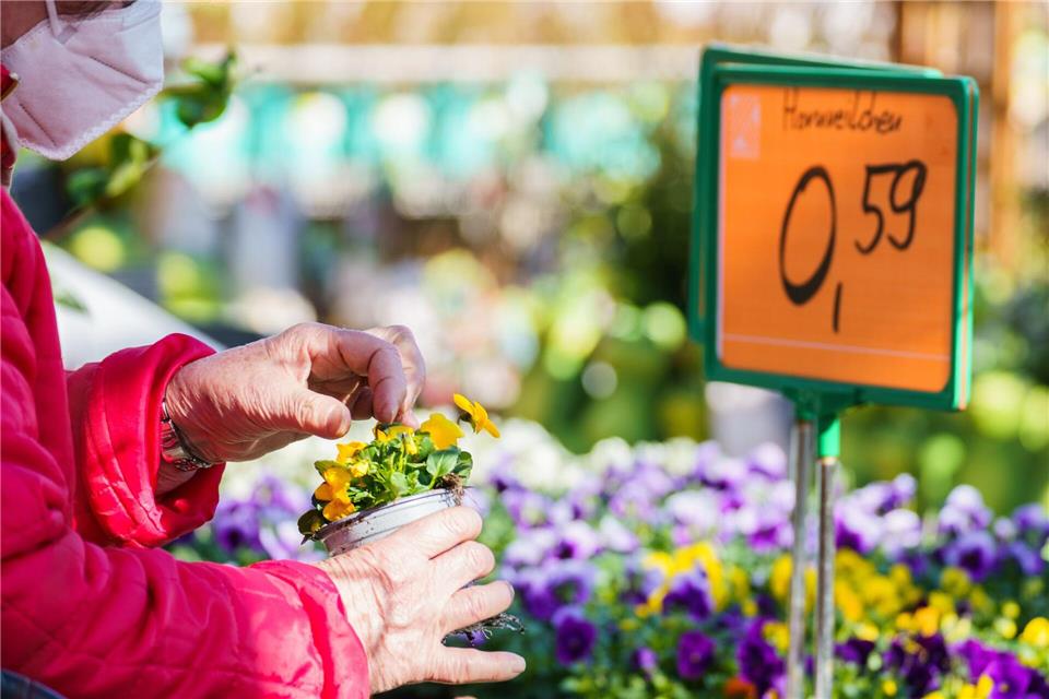 Pflegeleicht und farbenfroh: Hornveilchen sind ideale Frühlingsblüher für den Balkon.picture alliance/dpa
