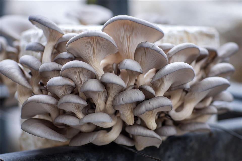 Pilzanbau ist in Thüringen zwar eine Nische, hat aus Sicht des Wirtschaftsministeriums aber Potenzial. Jens Büttner/dpa