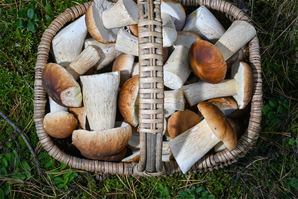 Pilzesammeln erfreut sich als Beschäftigung im Herbst großer Beliebtheit: Mittlerweile gibt es sogar selbst ernannte Pilz-Influencer.picture alliance/dpa