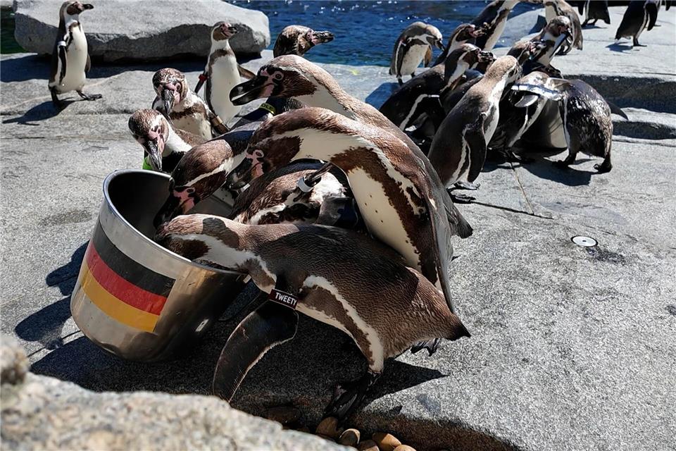 Pinguine drängeln sich beim Orakeln für die WM um den deutschen Eimer.Rene Priebe/dpa