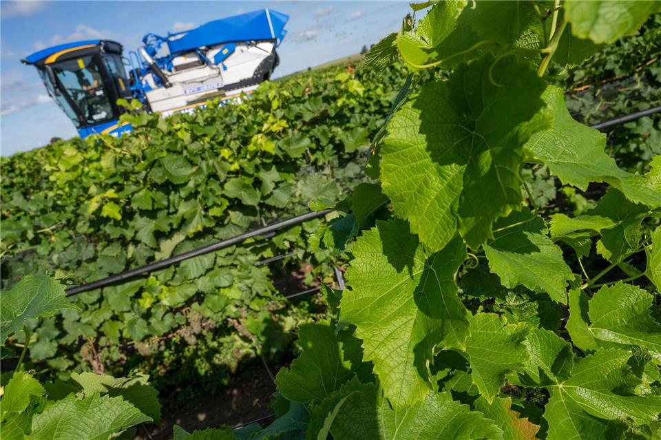 Piwis sind in Norddeutschland besonders gefragt. (Archivbild)Stefan Sauer/dpa