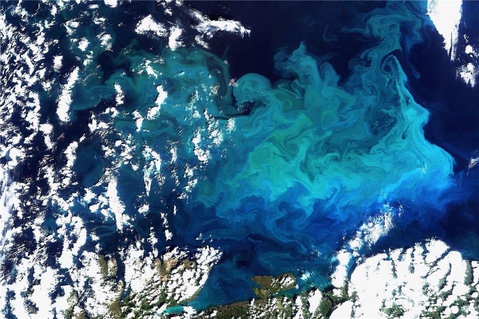 Plankton, aufgenommen vom Satelliten Envisat am 20.08.2009 im Norden Europas(Archivfoto)picture alliance / dpa