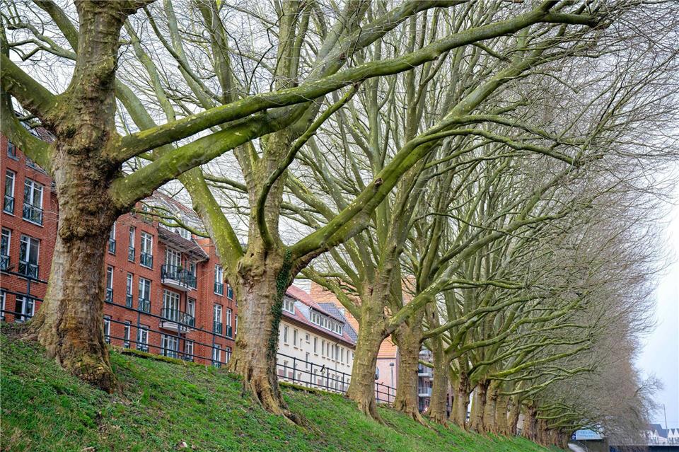 Platanen – zwei solcher Bäume sind in Frankfurt vergiftet und daher 2025 gefällt worden. Auch anderswo in Hessen kommt es zu Baumfrevel. (Symbolbild)Sina Schuldt/dpa