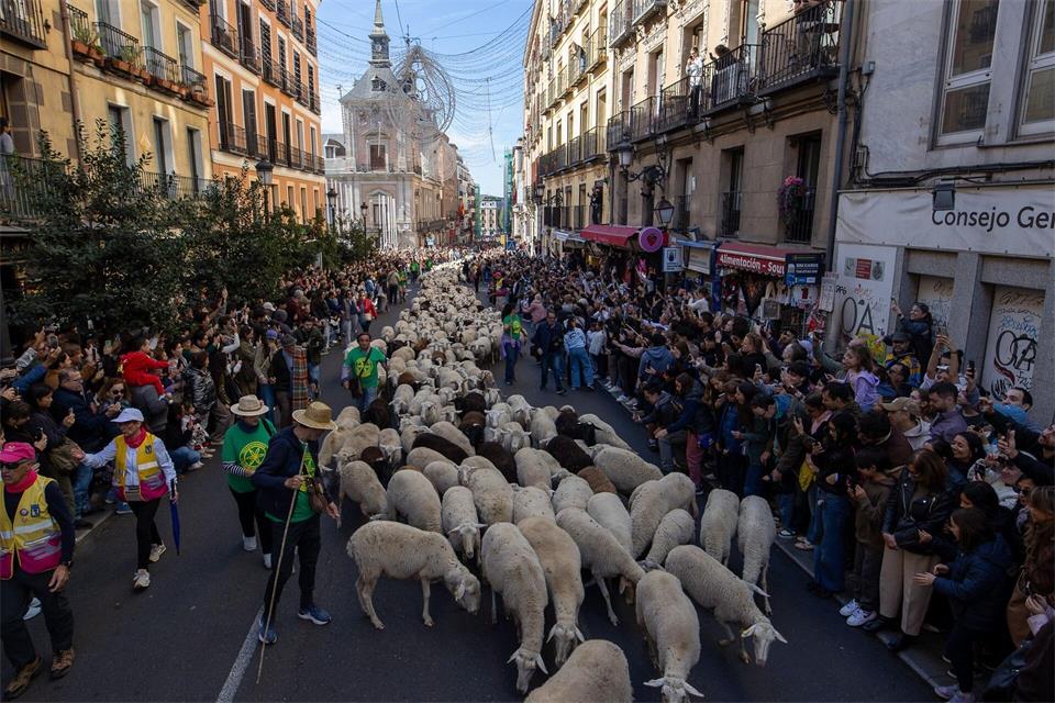 Platz da, jetzt kommen wir -  Hunderte von Schafen und Ziegen bahnen sich beim Transhumance-Festivals ihren Weg durch die Madrider Innenstadt.David Canales/SOPA Images via ZUMA Press Wire/dpa