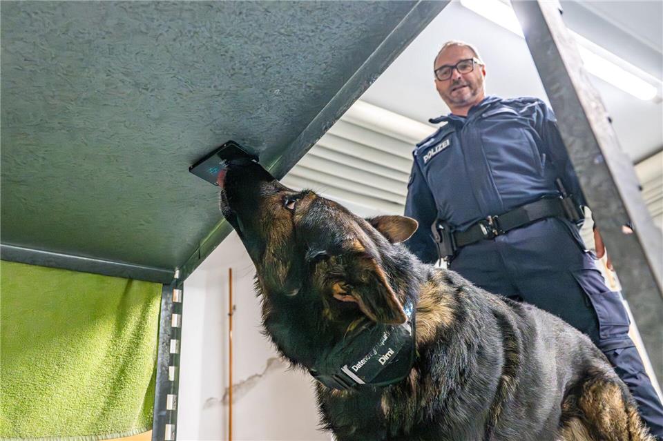 Feine Nase: Polizeihund Dimi erschnüffelt Datenträger Polizeihund Dimi ist auf Datenträger spezialisiert. Hier findet er eine Festplatte. Dimi ist im Team unterwegs mit seinem Polizeihundeführer Ralf Strasser-Moraras.Armin Weigel/dpa