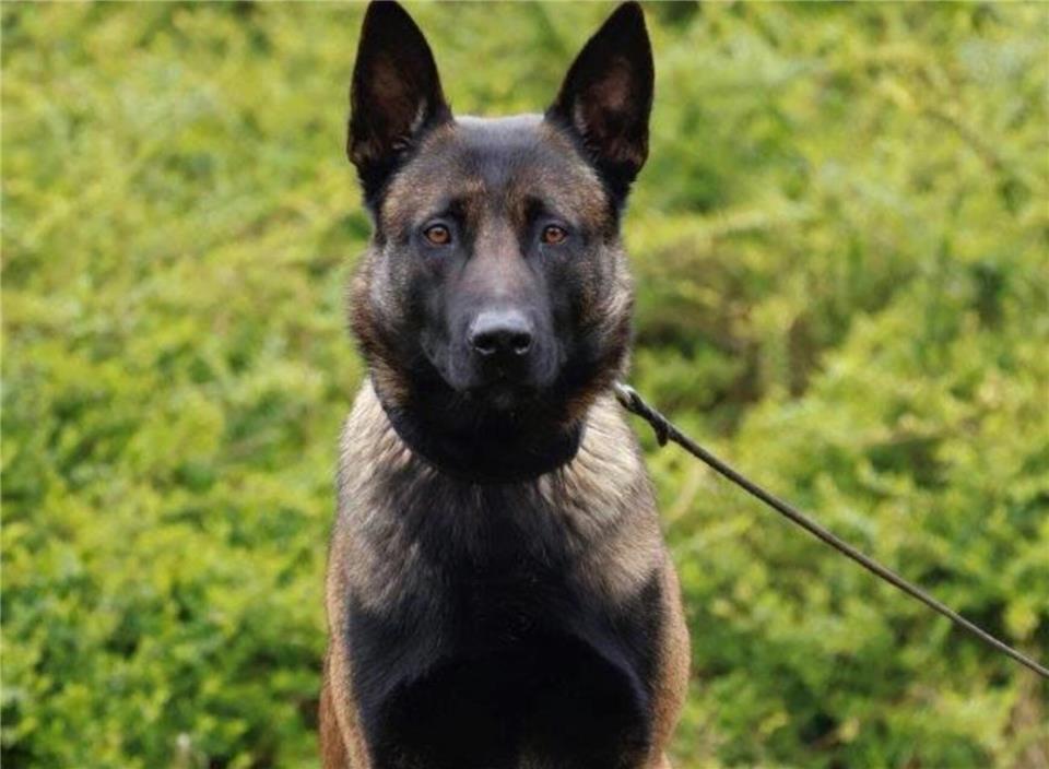 Polizeihund „Floki“. 