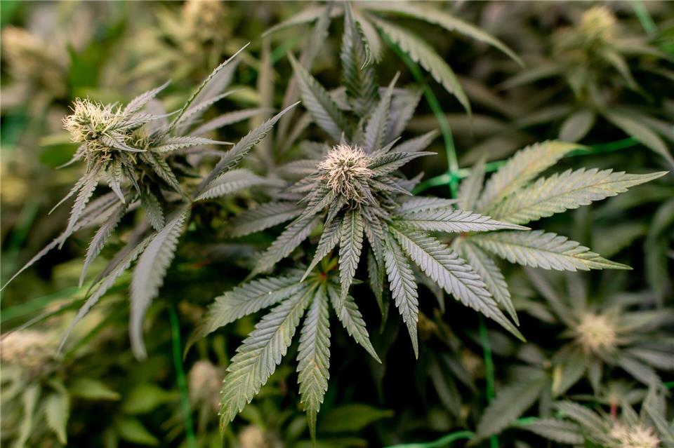 Polizisten durchsuchten bei einem Großeinsatz mehrere Objekte wegen des Verdachts auf illegalen Cannabis-Anbau in Sachsen-Anhalt. (Symbolbild)Hauke-Christian Dittrich/dpa